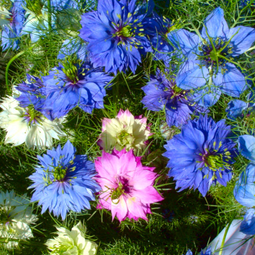 Spring Joy Bouquet Image